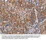 ENPP5 Antibody