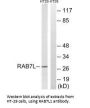 RAB29 Antibody