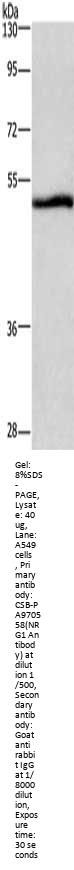 NRG1 Antibody