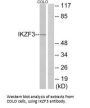 IKZF3 Antibody