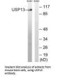 USP13 Antibody
