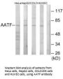 AATF Antibody