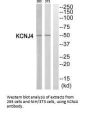 KCNJ4 Antibody