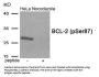 Phospho-BCL2 (Ser87) Antibody