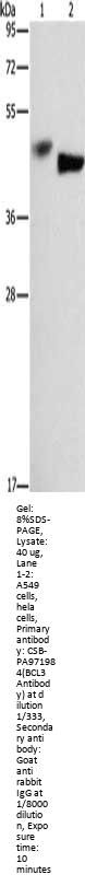 BCL3 Antibody