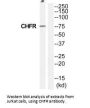 CHFR Antibody