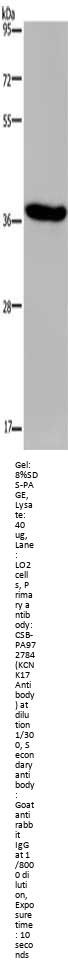 KCNK17 Antibody