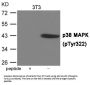 Phospho-MAPK14 (Tyr322) Antibody