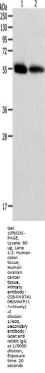 MMP11 Antibody