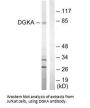 DGKA Antibody