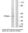 PCNA Antibody