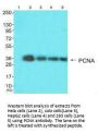 PCNA Antibody