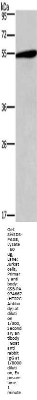 HTR2C Antibody