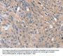 Rabbit anti-human SPON1 polyclonal antibody