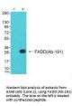 FADD (Ab-191) Antibody