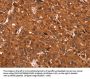 CCND3 Antibody