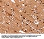 CCND3 Antibody