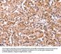 ID2 Antibody