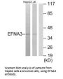 EFNA3 Antibody