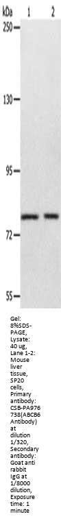 ABCB6 Antibody