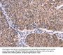 EFNA5 Antibody