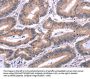 EFNA5 Antibody