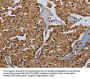 Rabbit anti-human GBP5 polyclonal antibody