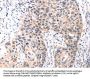 TCERG1L Antibody
