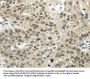 SYNCRIP Antibody