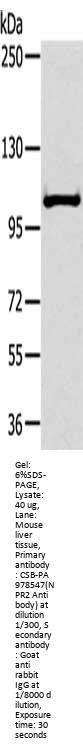 NPR2 Antibody