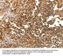 LRP12 Antibody