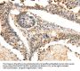 LRP12 Antibody