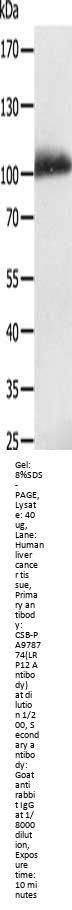 LRP12 Antibody