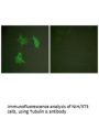 TUBA1A Antibody