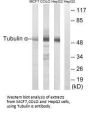 TUBA1A Antibody
