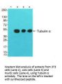 TUBA1A Antibody