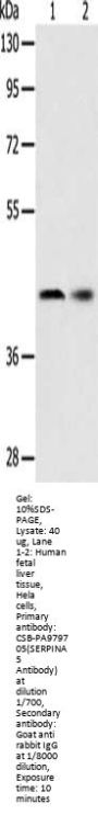 SERPINA5 Antibody