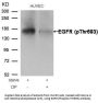 Phospho-EGFR (Thr693) Antibody