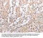 INA Antibody