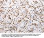 INA Antibody