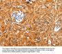 Rabbit anti-human NCOR1 polyclonal antibody