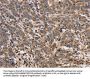 EPOR Antibody