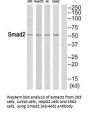 SMAD2 (Ab-465) Antibody