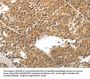 Rabbit anti-human TEK polyclonal antibody