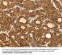Rabbit anti-human TEK polyclonal antibody