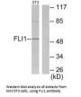 FLI1 Antibody