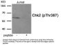 Phospho-CHEK2 (Thr387) Antibody