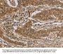 CASP3 Antibody