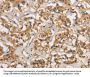 CASP3 Antibody