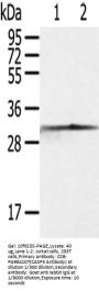 CASP3 Antibody
